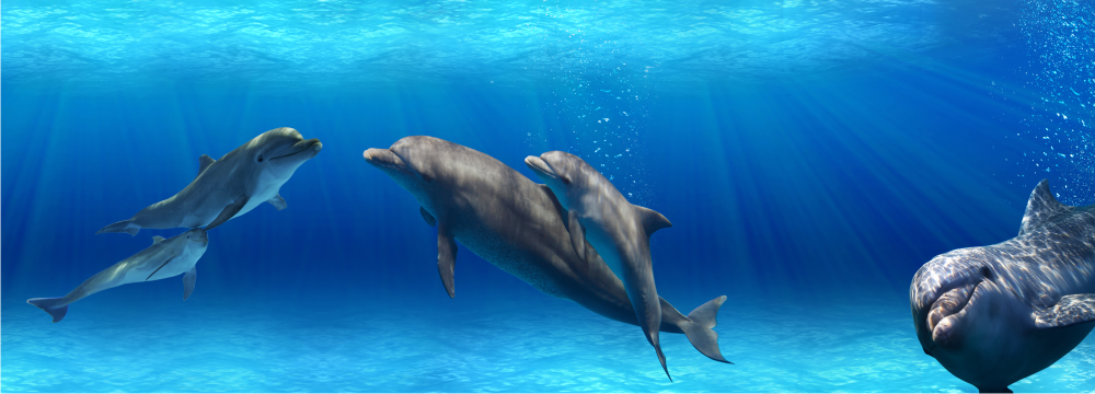 Déco Dauphins